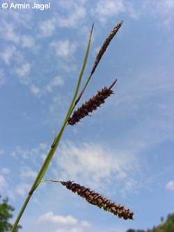 Carex_flacca_Attendorn250606_ja01.jpg