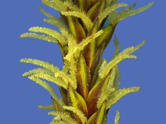 Carex_flacca_BGKN_140411_VD01_2.jpg