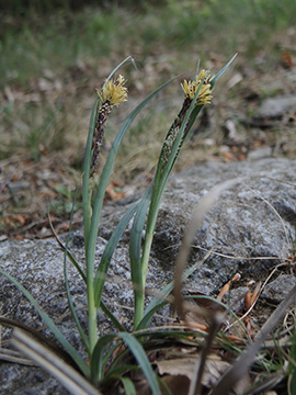 Carex_flacca_Hemer-Apricke_Hoppenberg_290418_ja01.jpg