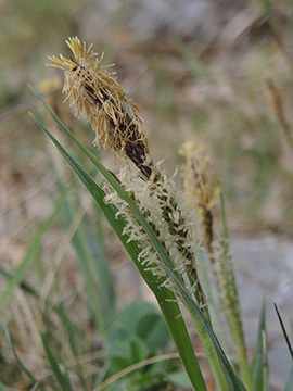 Carex_flacca_Hemer-Apricke_Hoppenberg_290418_ja02.jpg