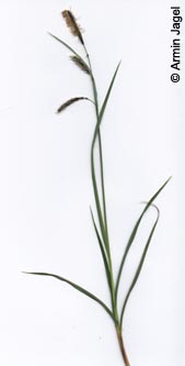Carex_flacca_ja01.jpg