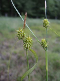 Carex_flava_lepidocarpa_Thielenbruch_040614_ja04.jpg