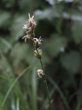 Carex_guestphalica_BOGrumme_Siedlungsflora_030517_ja01.jpg