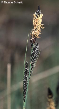 Carex_hartmannii_TS01.jpg