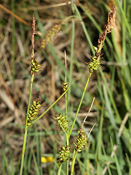Carex_hostiana_3429_HGeier01.jpg
