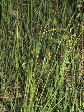 Carex_hostiana_3429_HGeier03.jpg