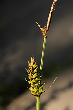Carex_hostiana_7897_TS01.jpg