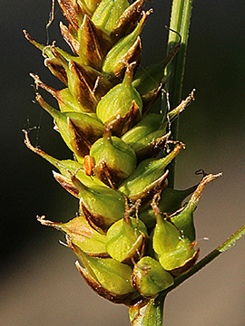 Carex_hostiana_7897_TS01_2.jpg