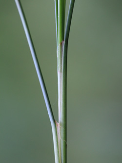 Carex_lasiocarpa_Kempen_160518_CB01.jpg