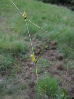 Carex_lepidocarpa_Thielenbruch_040614_ja01.jpg