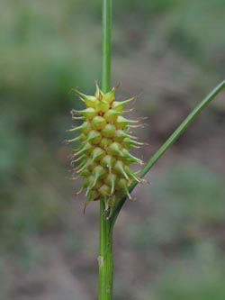Carex_lepidocarpa_Thielenbruch_040614_ja03.jpg