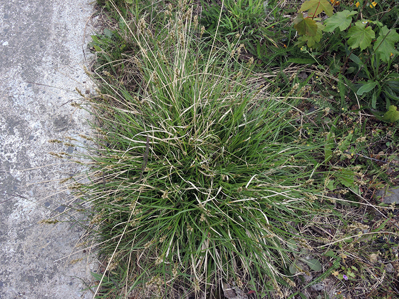 Carex_leporina_DO-Oespel_Indupark_150520_ja01.jpg