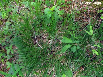 Carex_montana_SWD_Huefingen240509_ja00.jpg