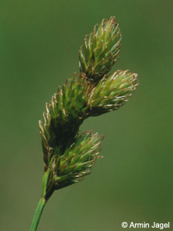Carex_ovalis_F304_ja.jpg