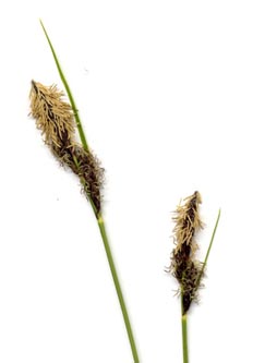 Carex_ovalis_ho02.jpg