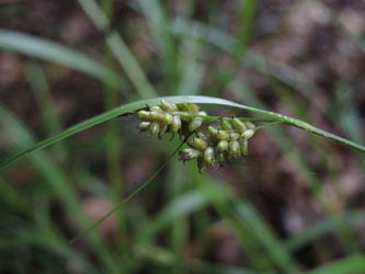 Carex_pallescens_190715_ja03.jpg
