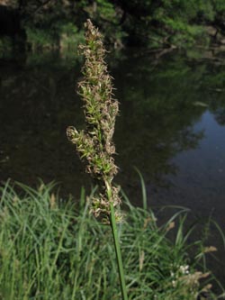 Carex_paniculata_260512_ja01.jpg