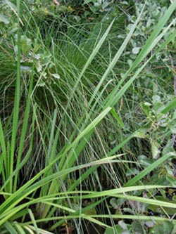 Carex_paniculata_Ruhr010810_ja02.jpg