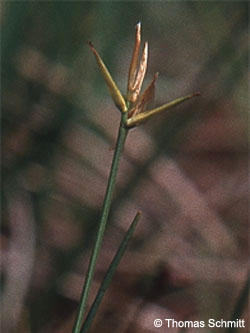 Carex_pauciflora_TS01.jpg