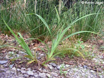 Carex_pendula_BOHedtberg010808_ja04.jpg