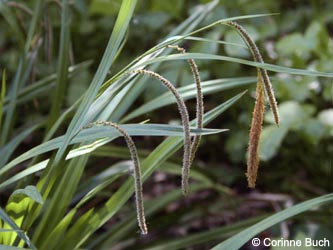 Carex_pendula_CB01.jpg
