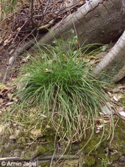 Carex_pilulifera_BOHedtberg010808_ja05.jpg