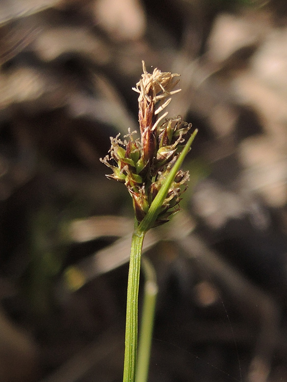 Carex_pilulifera_DO-Syburg_Hengsteysee_160420_ja01.jpg