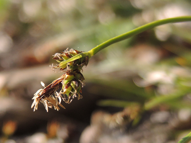 Carex_pilulifera_DO-Syburg_Hengsteysee_160420_ja02.jpg