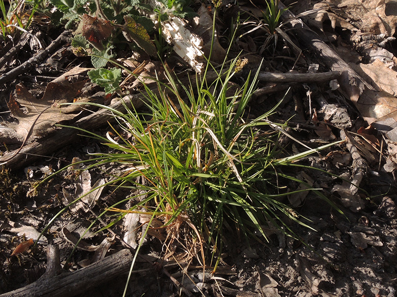 Carex_pilulifera_DO-Syburg_Hengsteysee_160420_ja06.jpg