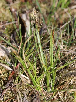 Carex_pilulifera_HoheMark010513_CB01.jpg