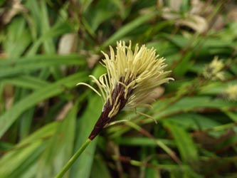 Carex_plantaginea_150406_ja05.jpg