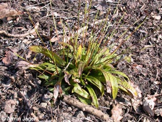 Carex_plantaginea_ja01.jpg