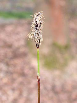 Carex_plantaginea_ja02.jpg