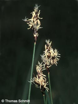 Carex_praecox_TS01_2.jpg