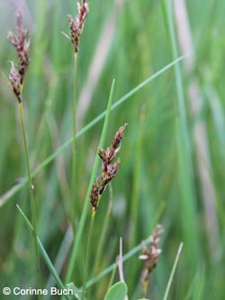 Carex_praecox_Uedesheimer_Rheinbogen_030514_CB01.jpg
