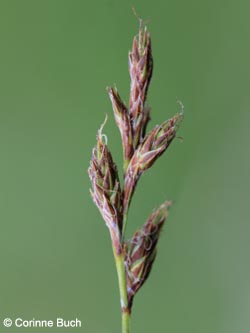 Carex_praecox_Uedesheimer_Rheinbogen_030514_CB04.jpg