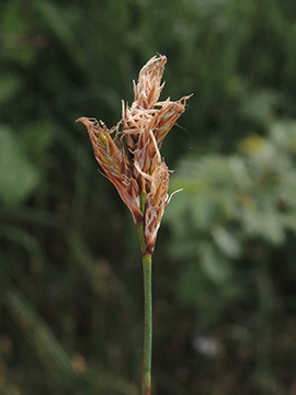 Carex_praecox_Wesel_NSGLippeaue_12052018_ja03.jpg