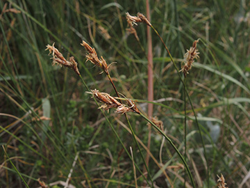 Carex_praecox_Wesel_NSGLippeaue_12052018_ja05.jpg