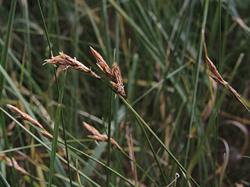 Carex_praecox_Wesel_NSGLippeaue_12052018_ja09.jpg