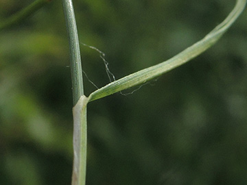 Carex_praecox_Wesel_NSGLippeaue_12052018_ja10.jpg