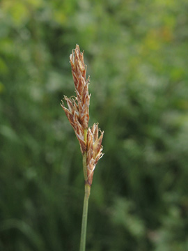 Carex_praecox_Wesel_NSGLippeaue_12052018_ja11.jpg