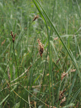 Carex_praecox_Wesel_NSGLippeaue_12052018_ja20.jpg