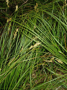 Carex_pseudobrizoides_010513_HGeier01.jpg