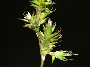 Carex_pseudobrizoides_010513_HGeier03.jpg