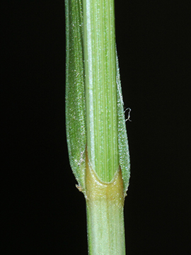 Carex_pseudobrizoides_010513_HGeier06.jpg