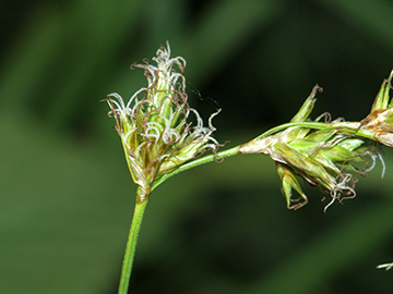 Carex_pseudobrizoides_010513_HGeier08.jpg