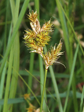 Carex_pseudobrizoides_010513_HGeier15.jpg