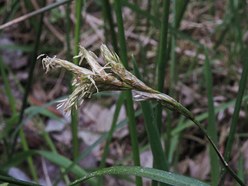Carex_pseudobrizoides_WeselBiostation_120518_ja03.jpg