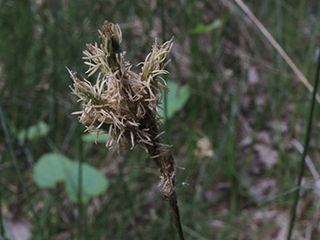 Carex_pseudobrizoides_WeselBiostation_120518_ja04.jpg