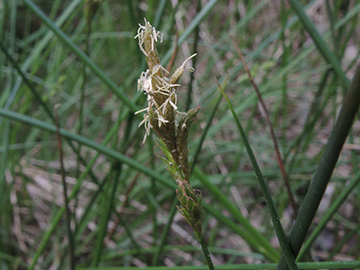 Carex_pseudobrizoides_WeselBiostation_120518_ja07.jpg